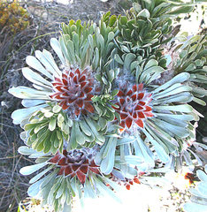 Leucadendron album