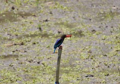 Halcyon cyanoventris