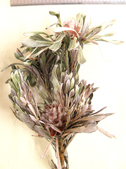Leucadendron album