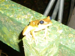 Osteocephalus planiceps