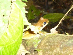 Osteocephalus planiceps