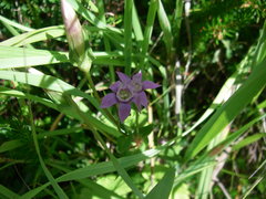 Gentianella germanica