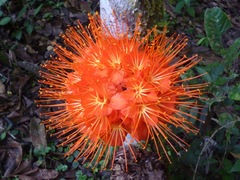 Brownea macrophylla