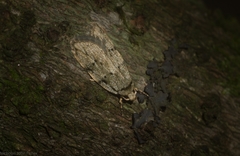 Barea limpida