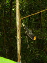 Microstigma rotundatum