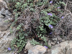 Veronica liwanensis