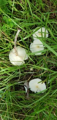 Chlorophyllum hortense