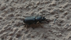 Hemiphileurus illatus