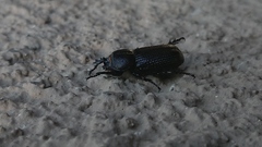 Hemiphileurus illatus