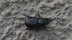 Hemiphileurus illatus