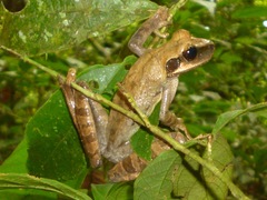 Osteocephalus planiceps