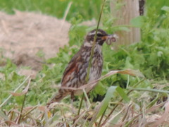 Turdus iliacus coburni