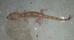 Hemidactylus triedrus