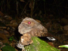 Nyctiphrynus ocellatus