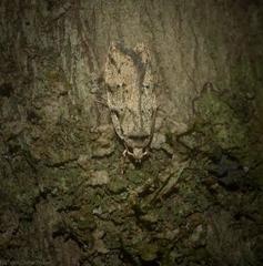 Barea limpida