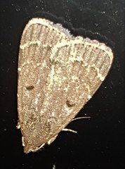 Hydrillodes dimissalis