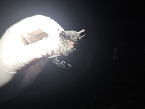 Myotis adversus observed 2025-04-25