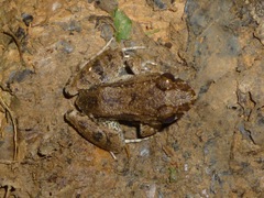 Leptodactylus wagneri