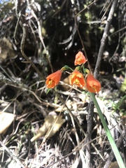 Stenomesson aurantiacum