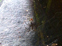 Aglaoctenus castaneus