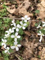 Cardamine douglassii