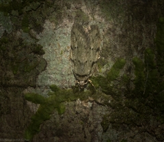 Barea limpida