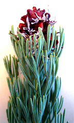 Paranomus roodebergensis