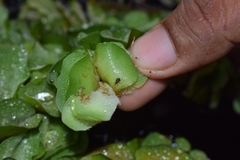 Cyrtobagous salviniae