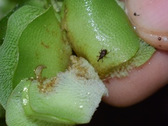 Cyrtobagous salviniae