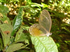 Haetera piera