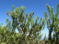 Paranomus roodebergensis