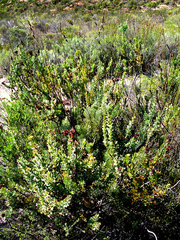 Paranomus roodebergensis