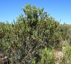 Paranomus roodebergensis