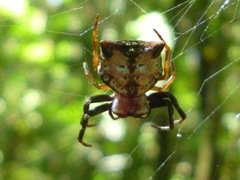 Aspidolasius branicki