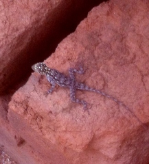 Agama dodomae dodomae