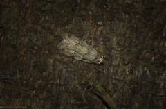 Barea limpida