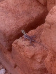 Agama dodomae dodomae