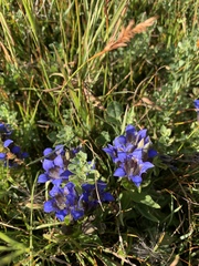 Gentiana septemfida
