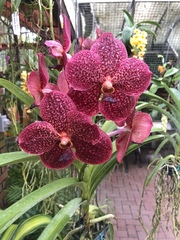 Vanda