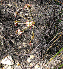 Pelargonium pillansii