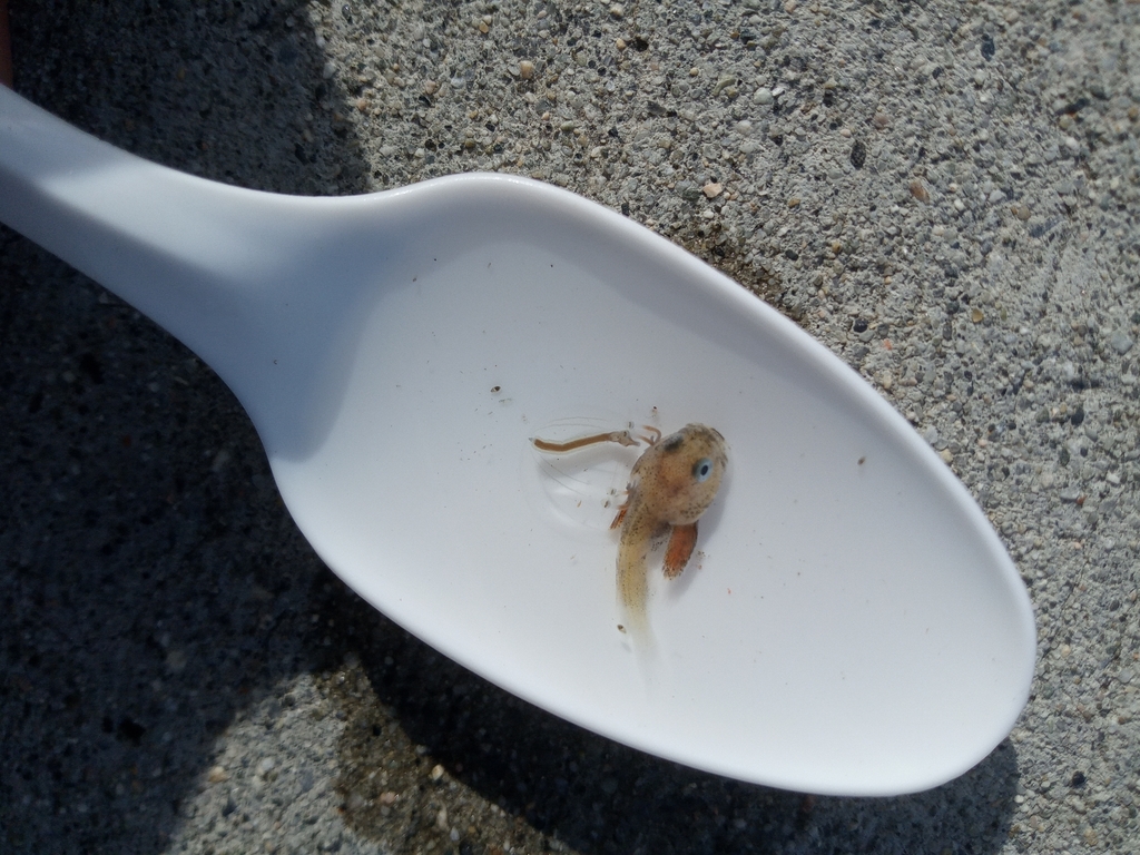 soft sculpin