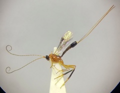 Macrocentrus homonae