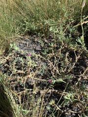 Nonea versicolor