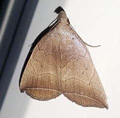 Simplicia armatalis
