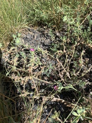 Nonea versicolor