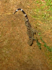 Gonatodes concinnatus