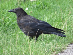 Corvus corone corone