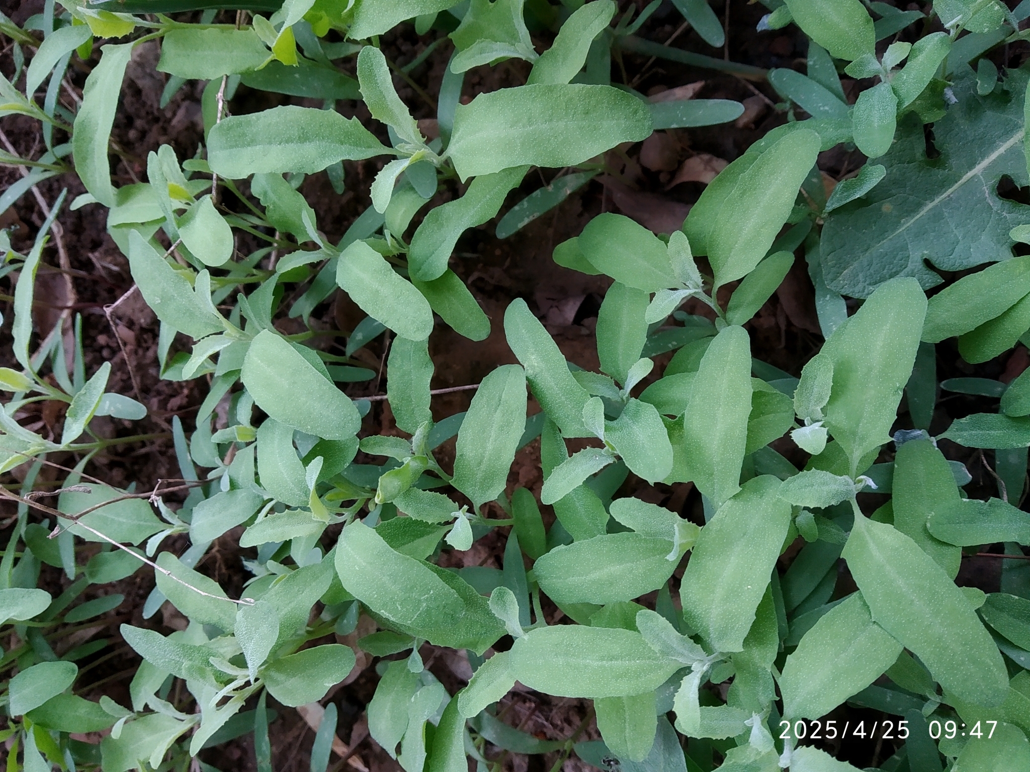 Imagem de Arroz-de-rato