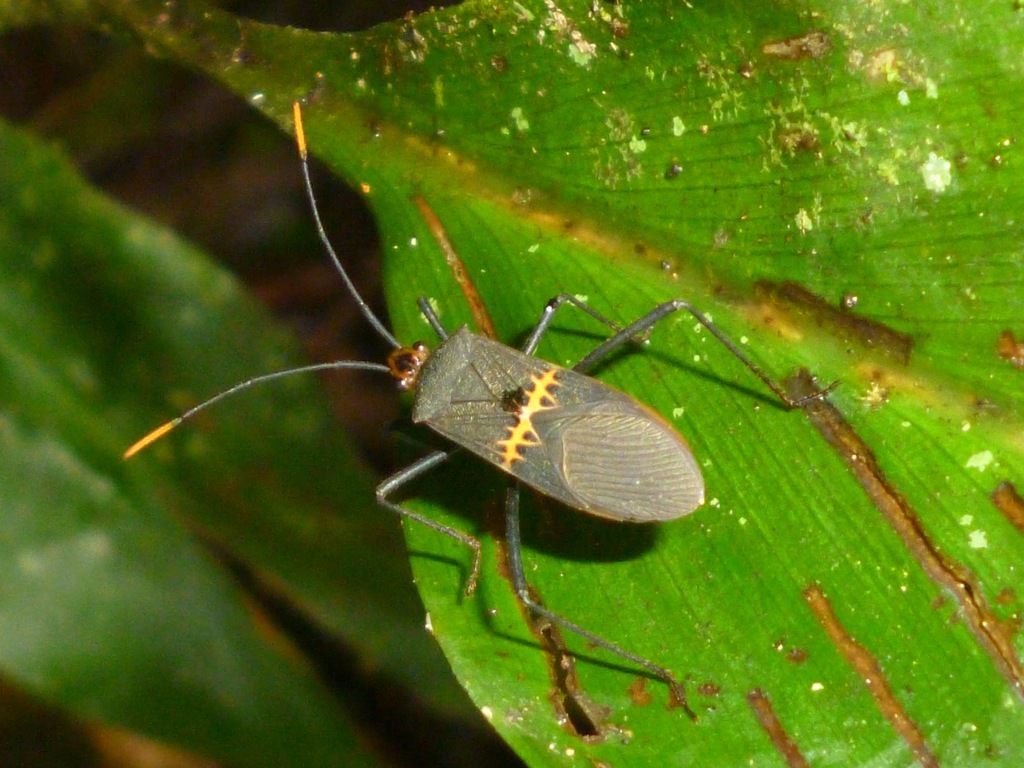 Leptoscelis saepifera