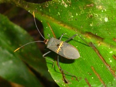Leptoscelis saepifera